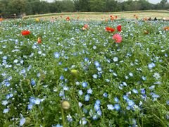 -径山花海