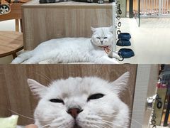 -藏猫猫咖啡主题馆(中央大道店)