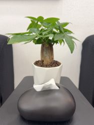 -小梨·OndaPro·专业脱毛连锁机构