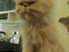 -猫色咖啡·猫咖