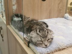 -BABIT巴比特宠物(MOMOPARK店)