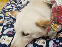 -柴迷FANS CLUB·柴犬狗咖·猫咖