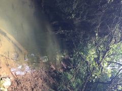 怀托摩萤火虫洞-怀托摩萤火虫洞