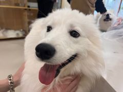-共舞时光猫咖·狗咖(新街口店)