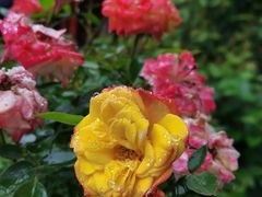 -漫渡庄绿岛花园•隐世庭园菜(滨湖店)