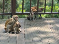 -普洱太阳河森林公园