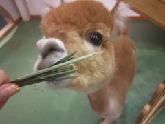 -藦茜花园宠物主题亲子互动体验馆(国顺东路店)