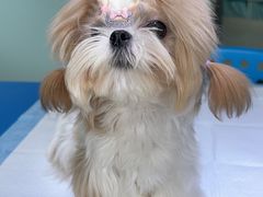 -瑞派申生动物医院·24H夜诊·国际动物医疗中心·骨外科(吴中路店)