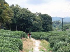 -十八棵（老龙井）御茶园(老龙井店)