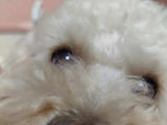 -全心全意连锁动物医院·微创中心·内科急重症·心脏专科(丰管路店)