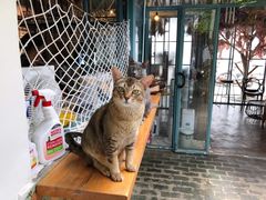 -喵屿·大理花园猫咖