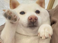 -柴犬小屋·柴餐厅·狗咖食堂(金鼎广场店)