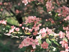 -长白岛森林公园