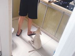 -翊宠yipet猫狗购宠庄园犬舍•猫舍
