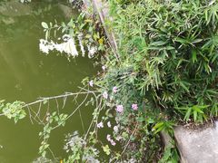 -纪念孙中山市政公园