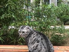 -芭比堂动物医院·CT·微创中心(新顺分院)