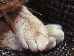 -猫色咖啡·猫咖