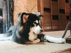 -more than meow吴止猫主题餐厅(承德 中船汇店)