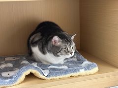 -瑞派康怡24h宠物医院·犬猫医疗中心·微创绝育(瑞景分院)