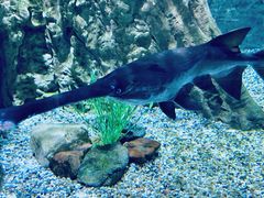 -迪拜水族馆及水下动物园