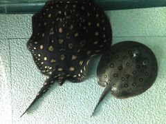 -上海海洋水族馆