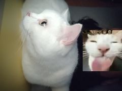 -博特宠物医院24h犬猫全科.骨科·异宠