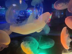 -太平洋海底世界