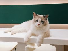 -飞行喵MR PILOT|猫舍·猫咖(静安大融城店)