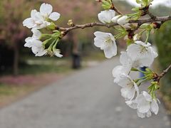 -顾村公园
