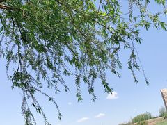 -前关湿地公园