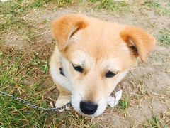 -鲜芋仙(徐州彭城一号店)