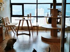 -猫小主咖啡·猫咖cat cafe(福田店)