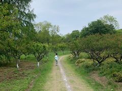 -上海海湾国家森林公园