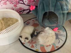 -糯米喵星人总部直营旗舰店·猫舍·幼猫出售