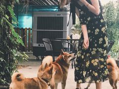 -柴犬高等学院·狗咖·柴犬售卖·宠物训练