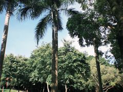 -番禺大夫山森林公园