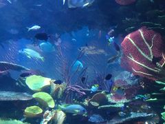 -迪拜水族馆及水下动物园