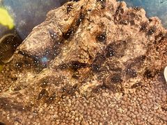 -上海大自然野生昆虫馆(东方明珠·爬宠昆虫探索中心)