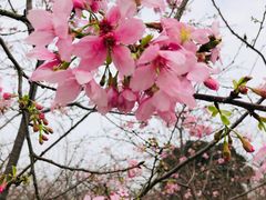 -天适樱花悠乐园