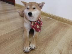 -柴犬小屋·柴餐厅·狗咖食堂(金鼎广场店)