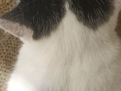 -藏猫猫咖啡主题馆(中央大道店)