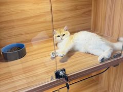 -猫十亿·布偶金渐层·曼基康矮脚猫舍(青年路店)