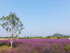 -北京东方普罗旺斯薰衣草庄园