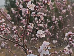 -白水寺森林公园
