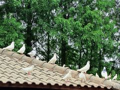 -世纪公园-世纪春沁园