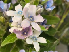 -花心思鲜花店(武昌徐东店)