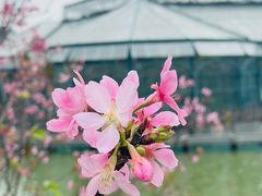 -中国科学院华南植物园