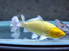 -中环花鸟鱼虫市场