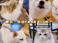 -柴迷FANS CLUB·柴犬狗咖·猫咖
