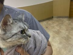 -美联众合动物医院·24h转诊中心